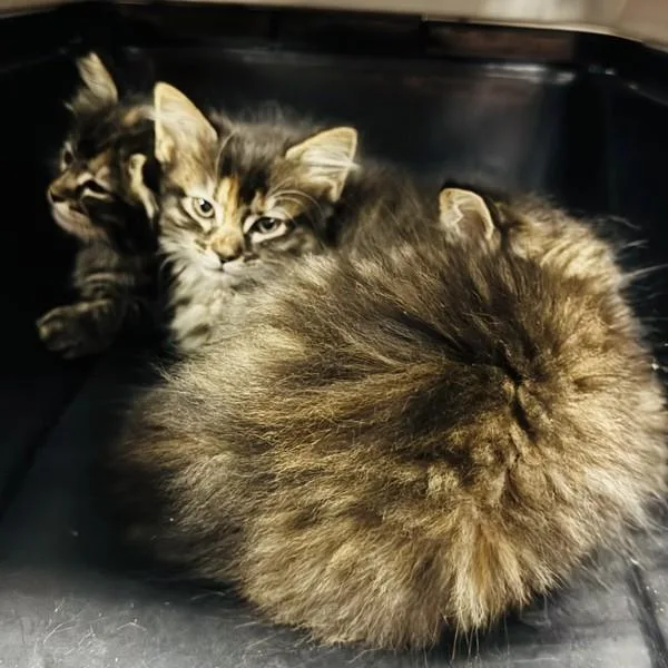 A baby small-sized female Domestic Long Hair cat named Emma for adoption in Des Moines, IA