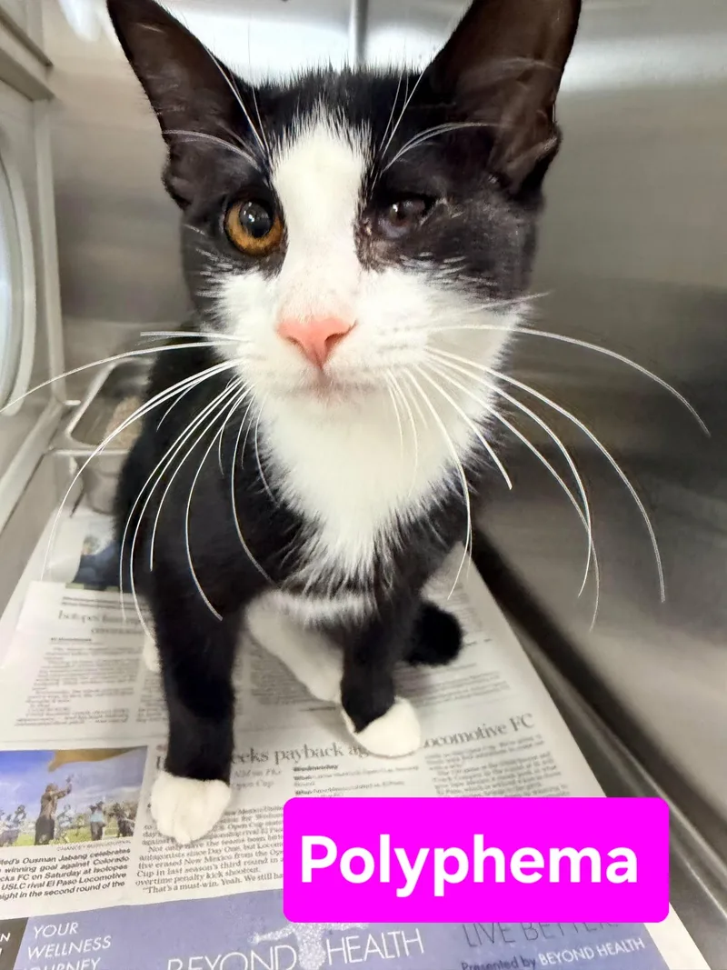 A young medium-sized female Black & White / Tuxedo Domestic Short Hair cat named Polyphema for adoption in Albuquerque, NM
