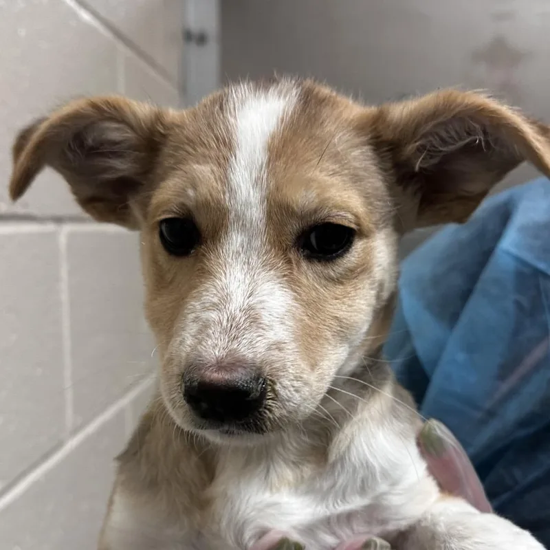 A baby medium-sized female Cattle Dog dog named Kimchi for adoption in Reno, NV