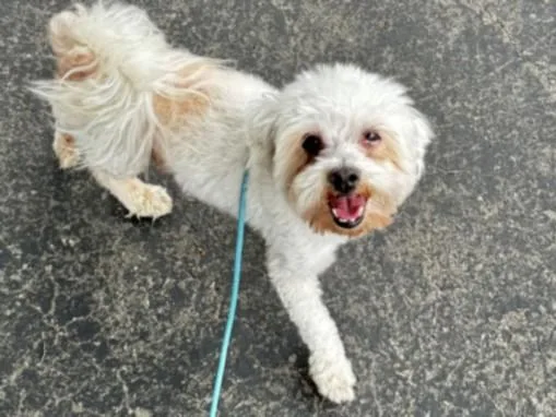 An adult small-sized male Maltese dog named C.j. for adoption in Los Angeles, CA