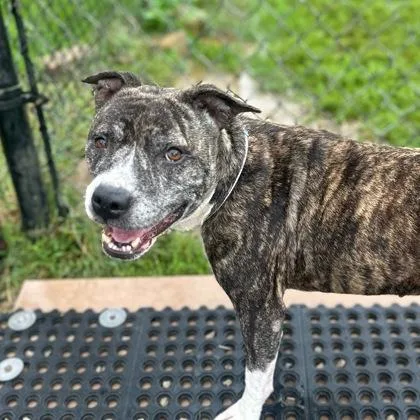 A senior medium-sized female Brindle Mixed Breed dog named Sassy for adoption in Dubuque, IA