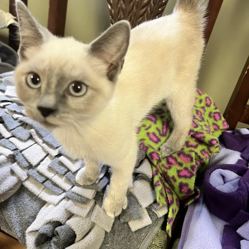 A young medium-sized female Siamese cat named Muffin for adoption in Yellville, AR