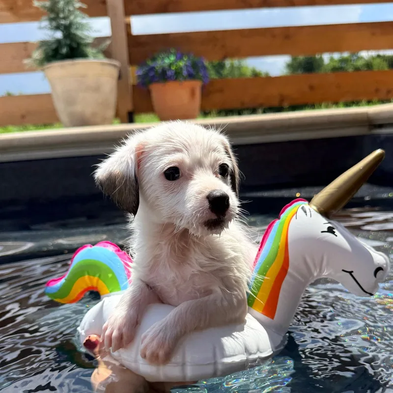 A young small-sized male White / Cream Terrier dog named Brinkley for adoption in Spring hill, TN