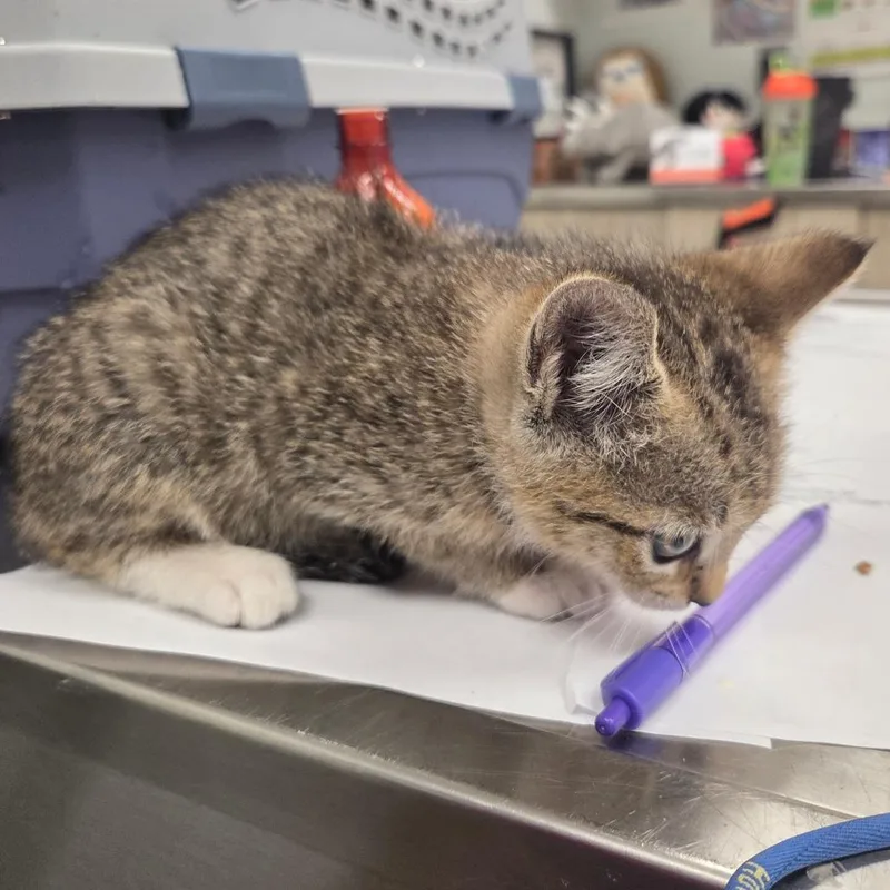 A baby small-sized female Brown / Chocolate Domestic Short Hair cat named Fazoli for adoption in Chattanooga, TN