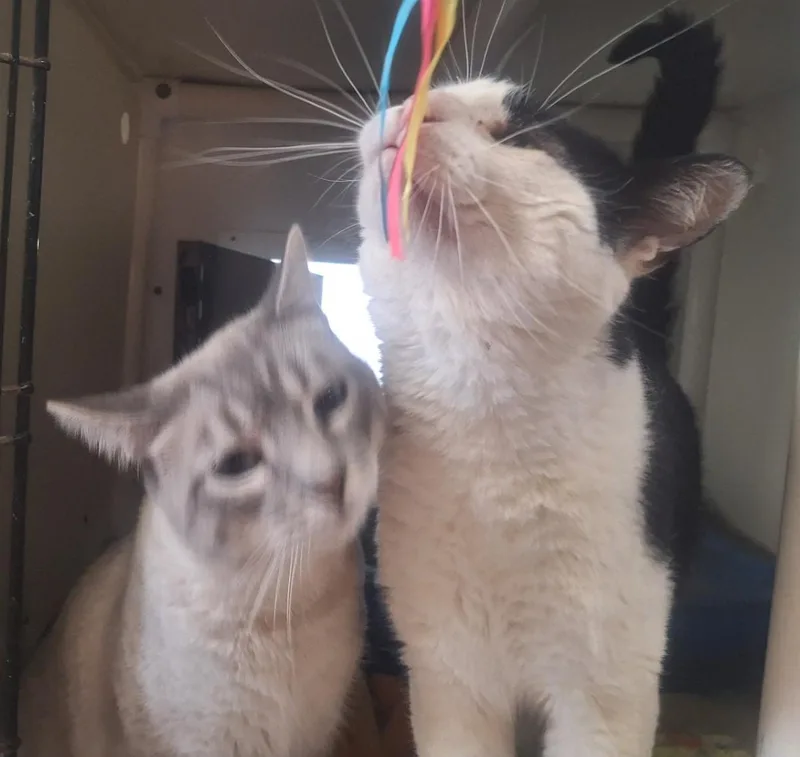 Remi and Linguini