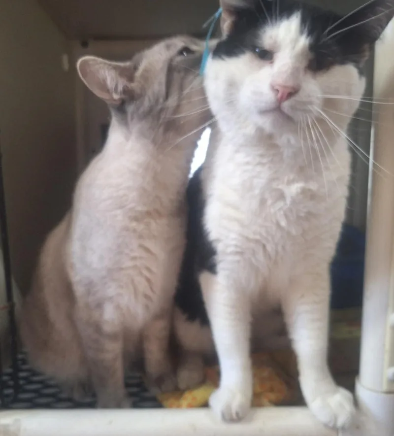 Remi and Linguini thumbnail 2