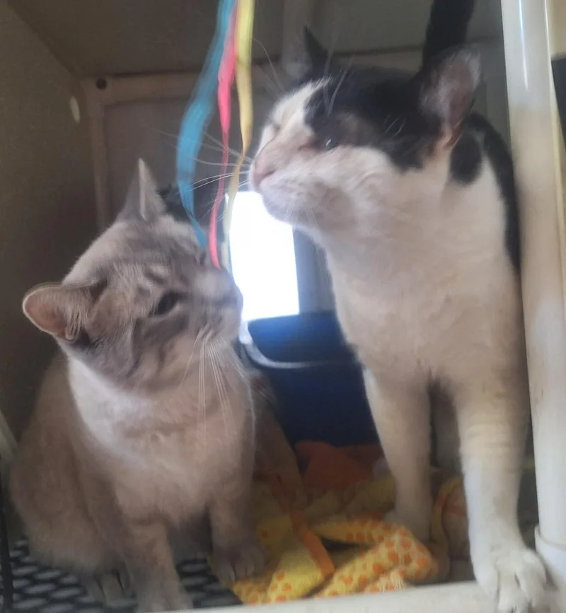 Remi and Linguini thumbnail 3