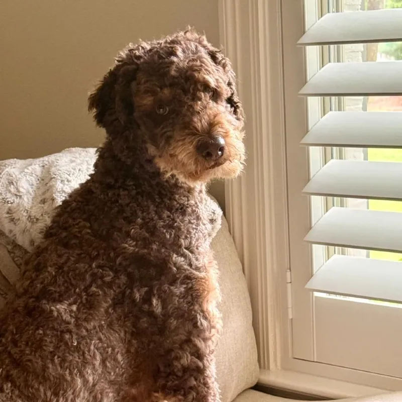 An adult medium-sized male Brown / Chocolate Poodle dog named Huck for adoption in New Orleans, LA