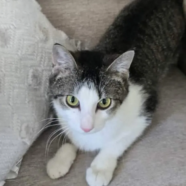 An adult medium-sized female Domestic Short Hair cat named Cashlynn for adoption in Gordonsville, TN