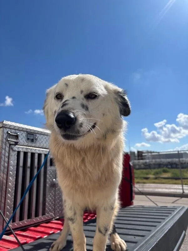 An adult medium-sized female White / Cream Collie dog named Vanjie for adoption in Hobbs, NM