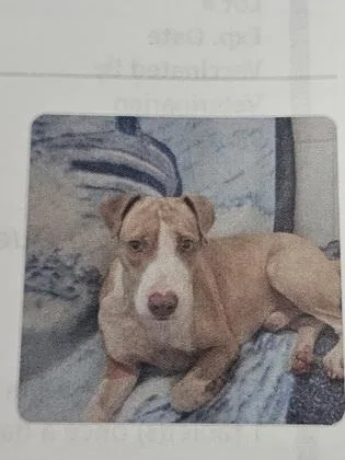 An adult medium-sized male Mixed Breed dog named Dotto for adoption in Cincinnati, OH