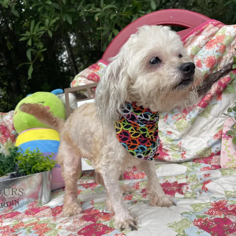A senior small-sized female Miniature Poodle dog named Kika for adoption in Sebring, FL