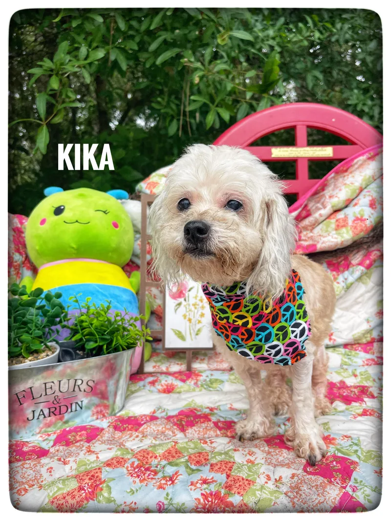 Kika thumbnail 5