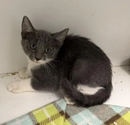 A baby small-sized male Domestic Short Hair cat named Fisticuffs for adoption in Fresno, CA