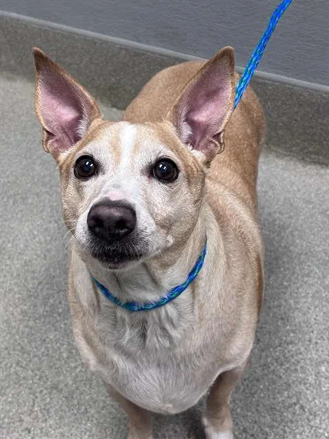 An adult medium-sized male Dachshund dog named Nico for adoption in Las Vegas, NV