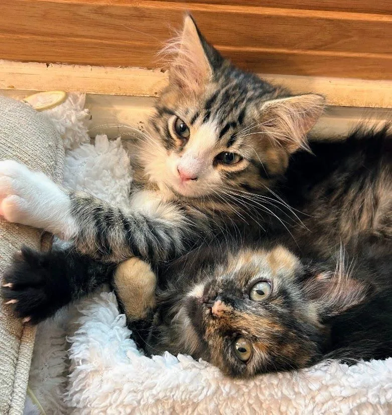 A baby medium-sized male Domestic Medium Hair cat named Stryker for adoption in Youngsville, NC