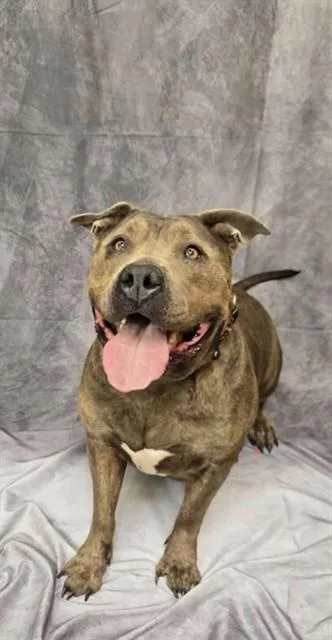 An adult extra large-sized female Staffordshire Bull Terrier dog named Thickums Mcgee for adoption in Ogden, UT