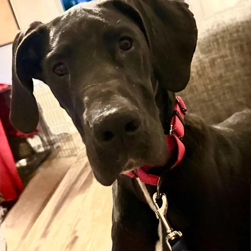 An adult extra large-sized female Black Great Dane dog named Katness for adoption in Farmersville, OH