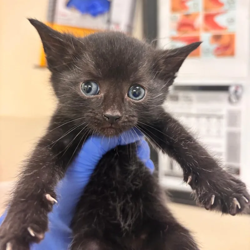 A baby small-sized male Black Domestic Short Hair cat named Adam for adoption in Lynchburg, VA