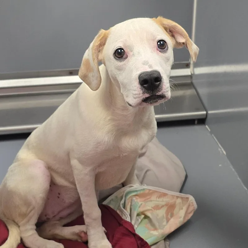 A young medium-sized female Brown / Chocolate Mixed Breed dog named Towanda for adoption in East Hanover, NJ