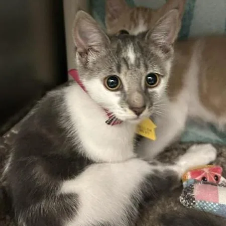 A baby small-sized female Domestic Short Hair cat named Kuromy for adoption in Springfield, MA