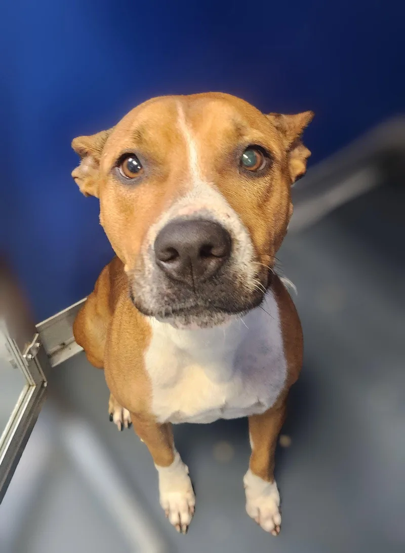 An adult large-sized female Australian Cattle Dog / Blue Heeler dog named Armani for adoption in Oakland Park, FL