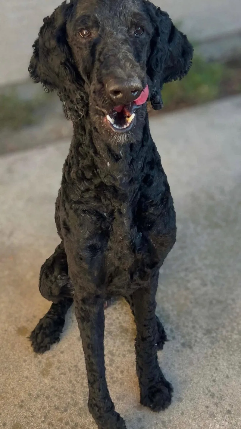 An adult large-sized male Standard Poodle dog named Noir for adoption in San Diego, CA