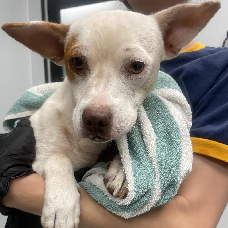 Chiquita