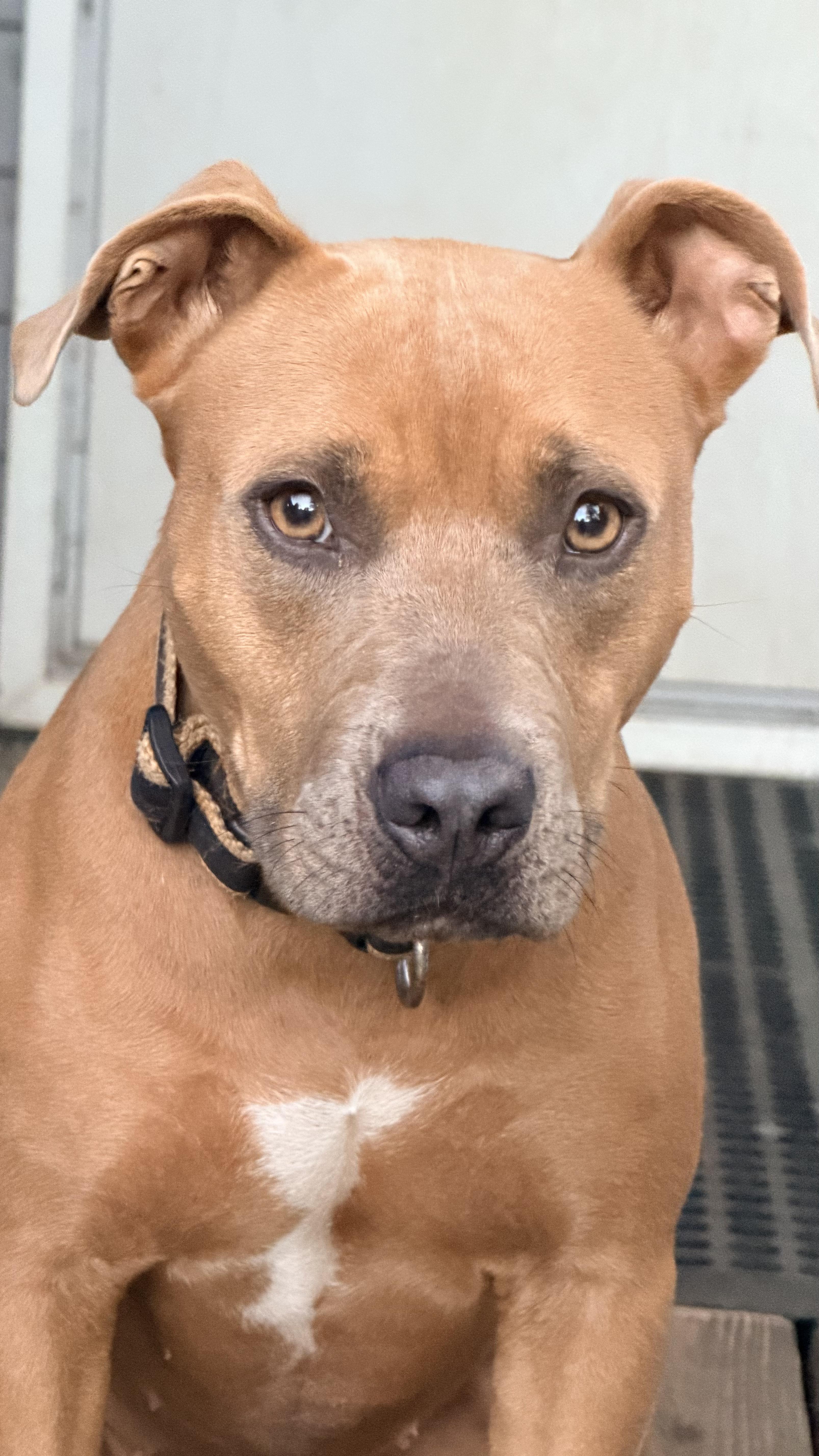 A young medium-sized female Pit Bull Terrier dog named Molly Brown for adoption in Nahunta, GA