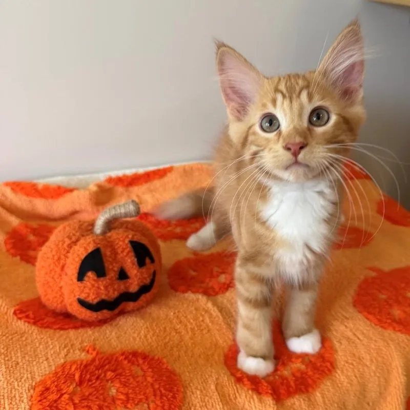 A baby small-sized male Tabby (Orange / Red) Domestic Short Hair cat named Zap for adoption in Rochester, MN