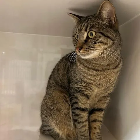 A young medium-sized male Tabby (Brown / Chocolate) Domestic Short Hair cat named Prince for adoption in East Brunswick, NJ