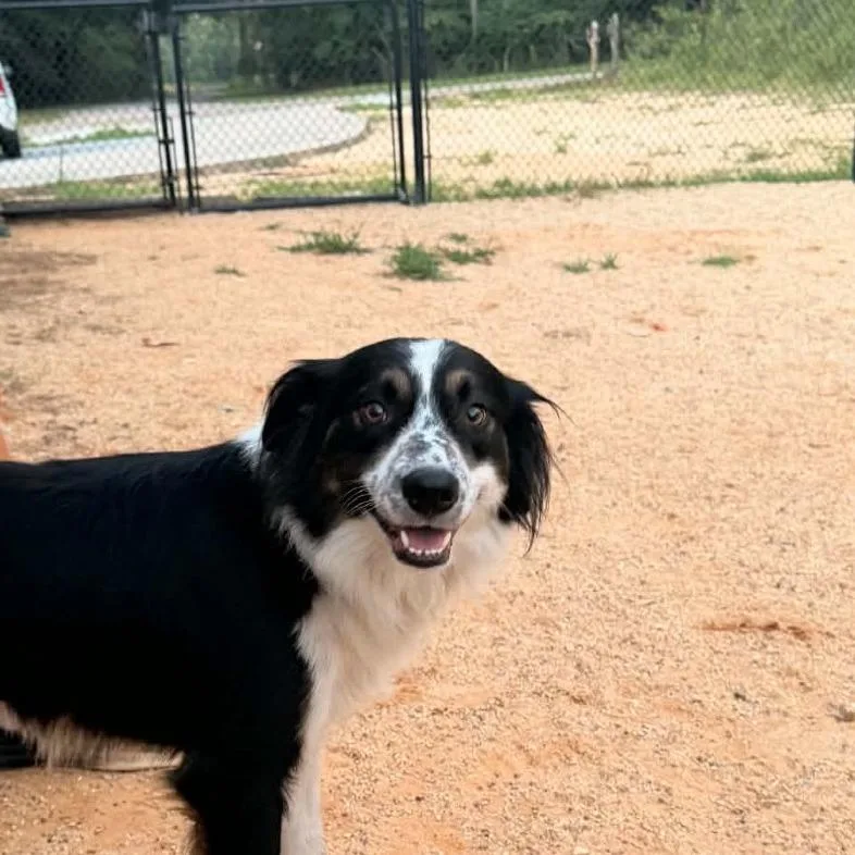 An adult medium-sized male Australian Shepherd dog named Jax for adoption in Hattiesburg, MS