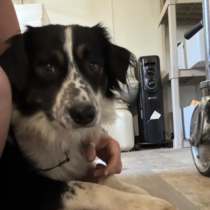 Jax thumbnail 2