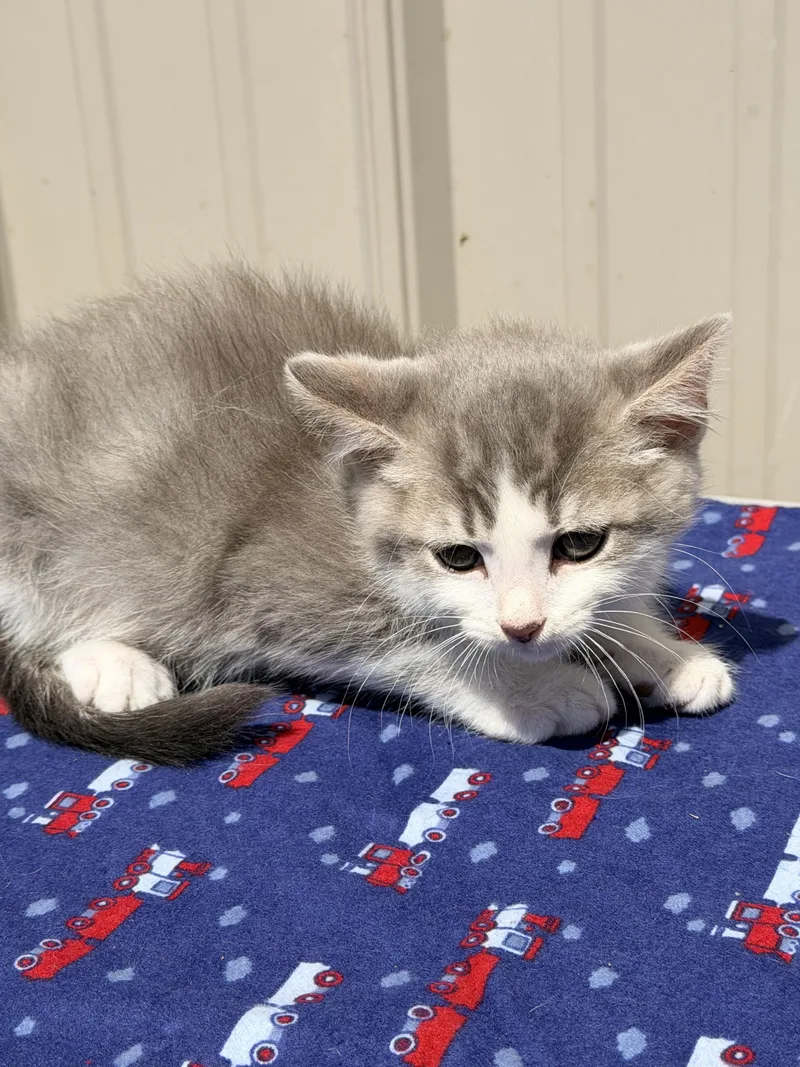 A baby medium-sized male Gray & White Domestic Short Hair cat named Lux for adoption in Logan, OH