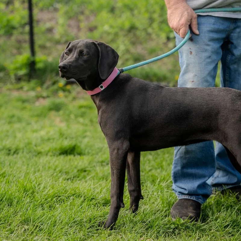 A young medium-sized female Black German Shorthaired Pointer dog named Sunny Sue for adoption in Pawling, NY