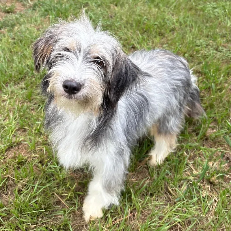 A young small-sized female Black Terrier dog named Calista for adoption in Houston, TX