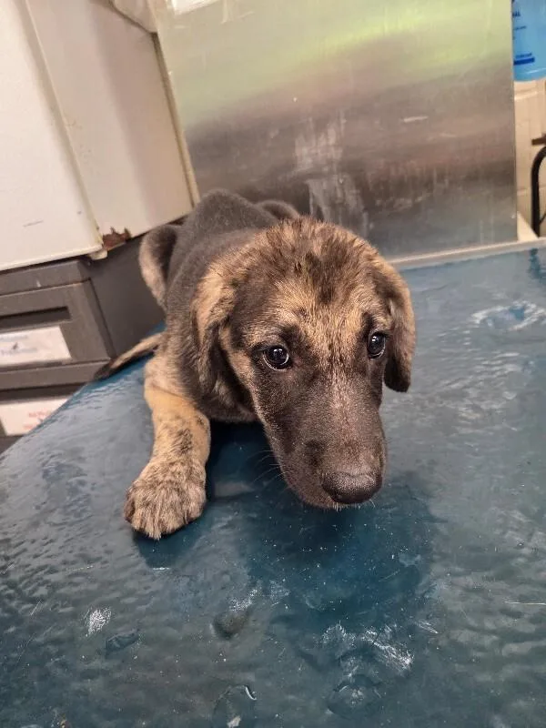 A young small-sized male Black Mixed Breed dog named Jacque for adoption in Mobile, AL