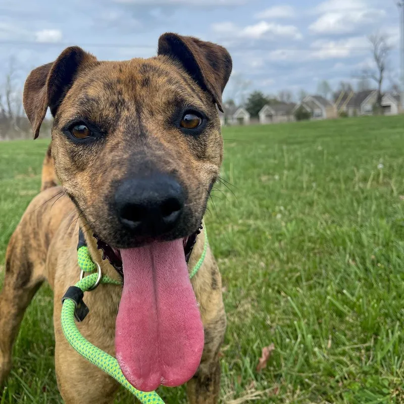 An adult medium-sized female Brindle Mixed Breed dog named Bonbon for adoption in Bentonville, AR