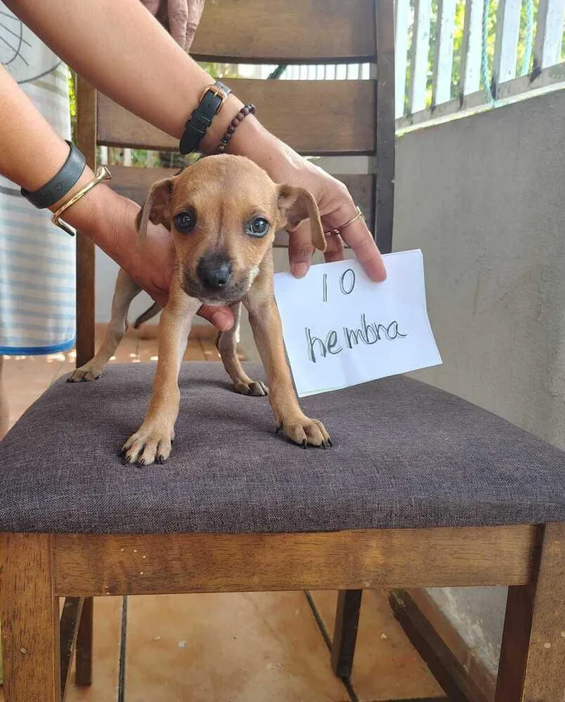 A baby small-sized female Brown / Chocolate Labrador Retriever dog named Penny for adoption in Naranjito, PR