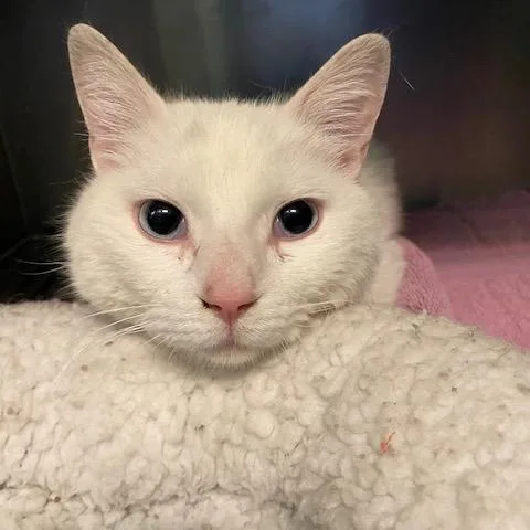A senior medium-sized male White Domestic Short Hair cat named Rancho for adoption in Dayton, OH