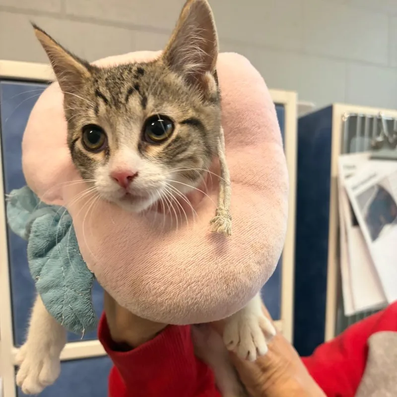 A baby small-sized female Gray / Blue / Silver Domestic Short Hair cat named Wormtail for adoption in Dearborn, MI