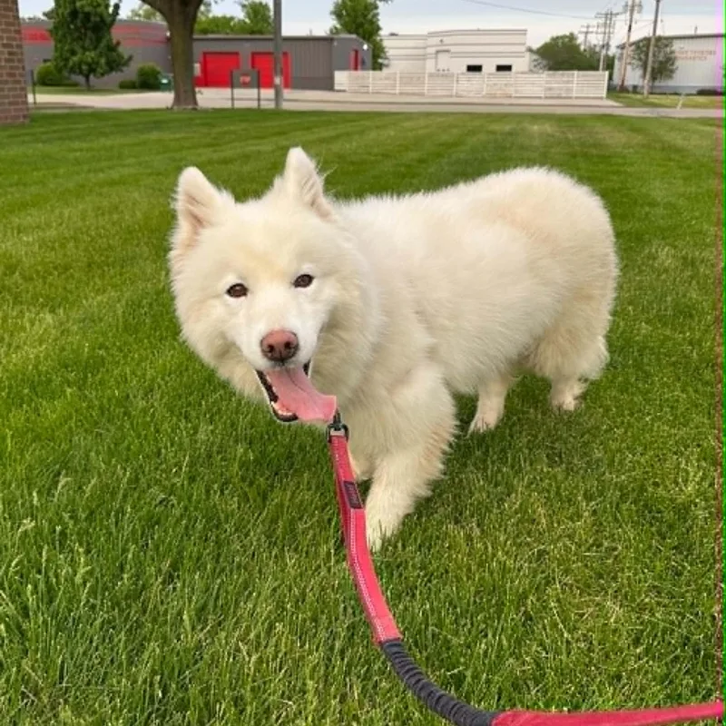 A young medium-sized female Samoyed dog named Sugar Home Visit In for adoption in Hartland, WI