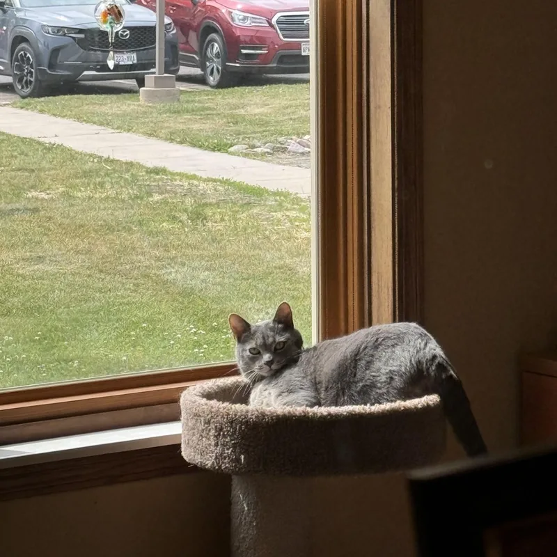 An adult medium-sized male Gray & White Domestic Short Hair cat named Melvin for adoption in Fitchburg, WI