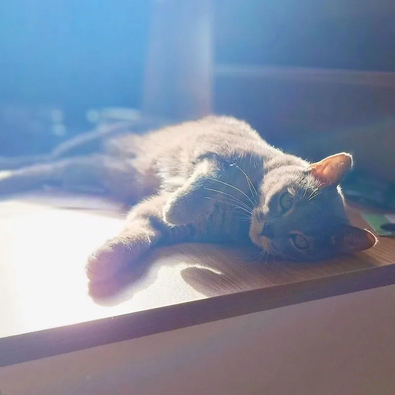 Melvin thumbnail 3