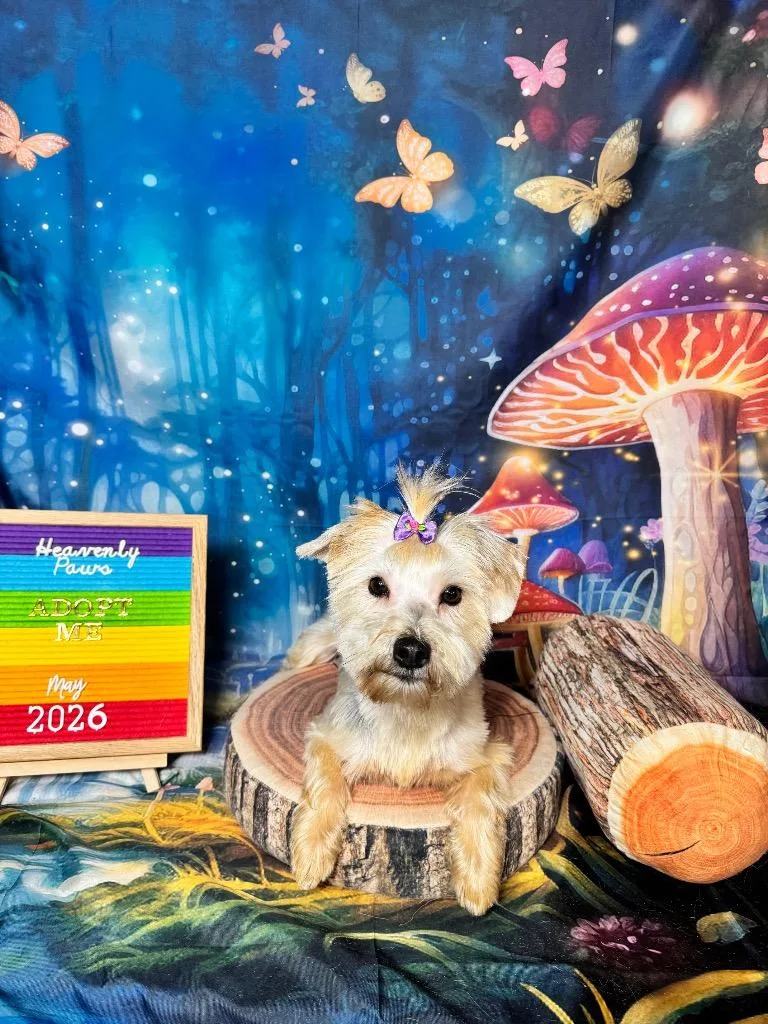 An adult small-sized female Yorkshire Terrier dog named Butter Scotch for adoption in Clarksville, TN