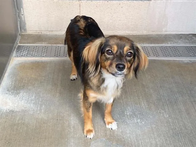 A young medium-sized female Dachshund dog named Empress for adoption in Tustin, CA