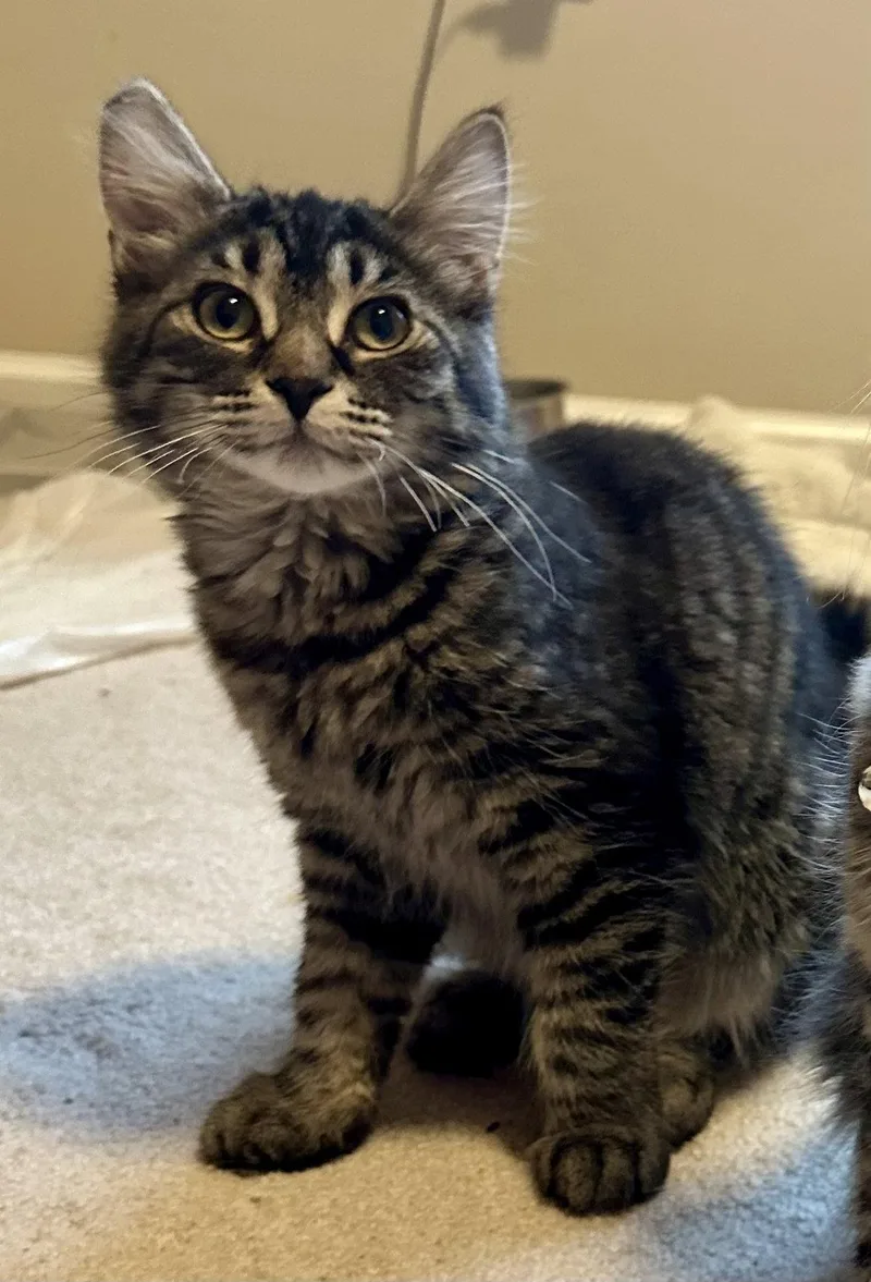 Dg Litter Zeta thumbnail 2