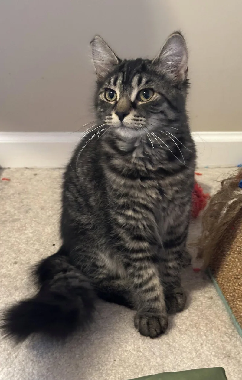 Dg Litter Zeta thumbnail 3