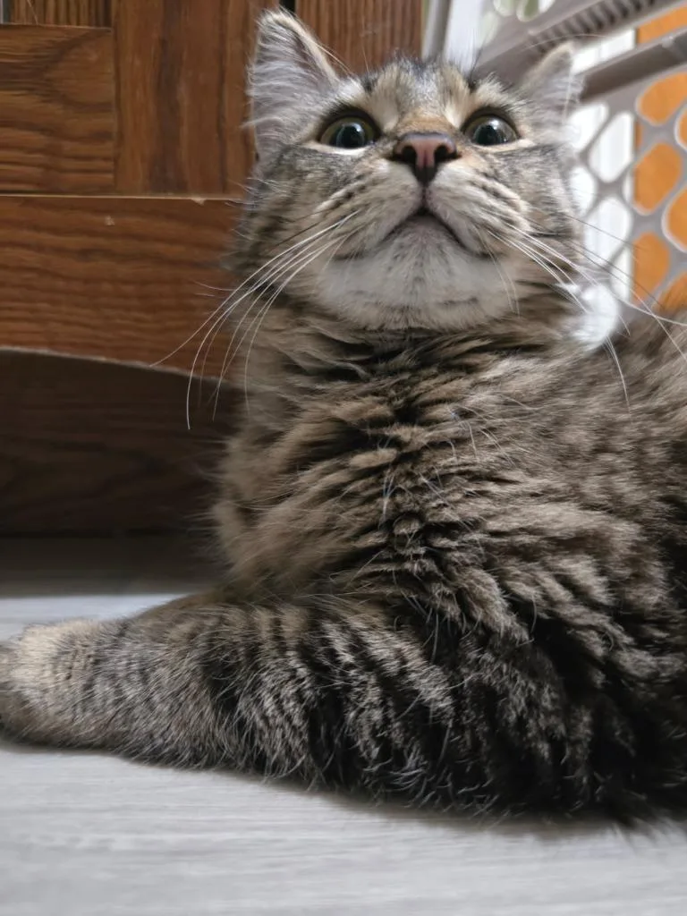 A baby medium-sized female Domestic Long Hair cat named Cici for adoption in Pawtucket, RI