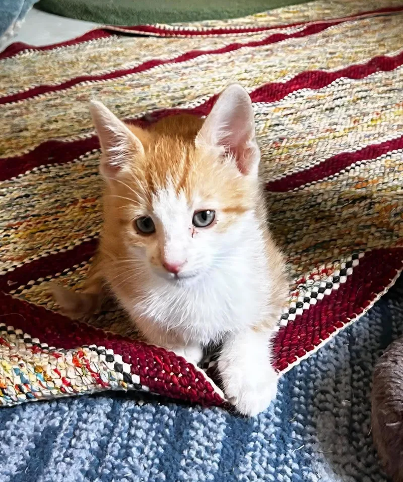 A baby small-sized male Orange & White Domestic Short Hair cat named Steven Tyler for adoption in Bloomsdale, MO
